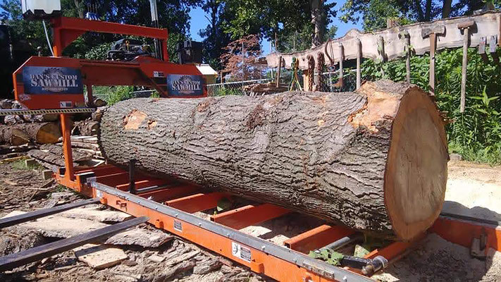 big log on dans sawmill