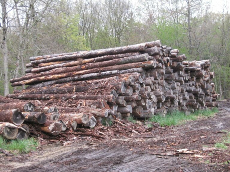 pile of logs rhode island sawmill 768x576