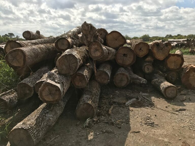 stack of logs harden sawmill 768x576